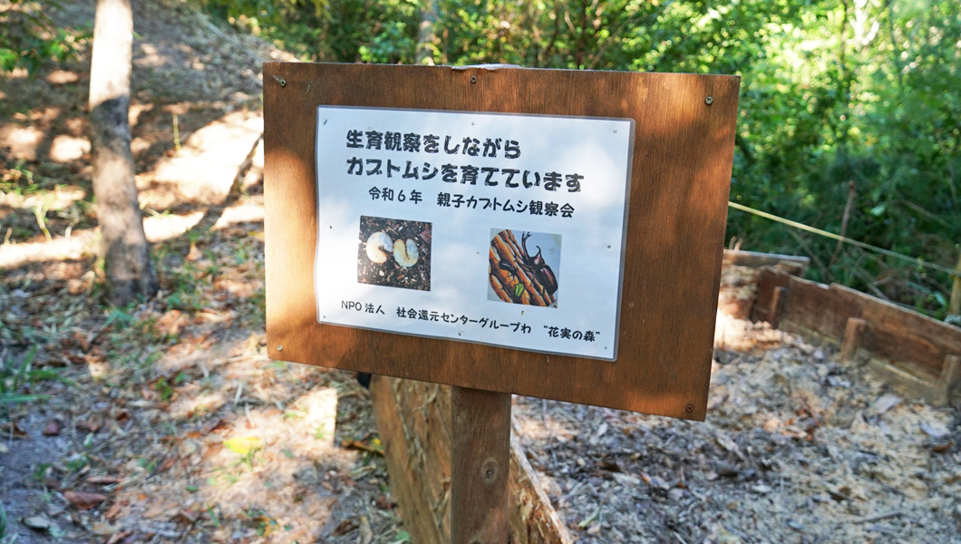 カブトムシの勉強